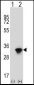 ELAVL1 Antibody